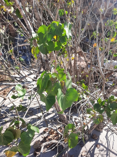 Thespesia populneoides (Thespesia populneoides)