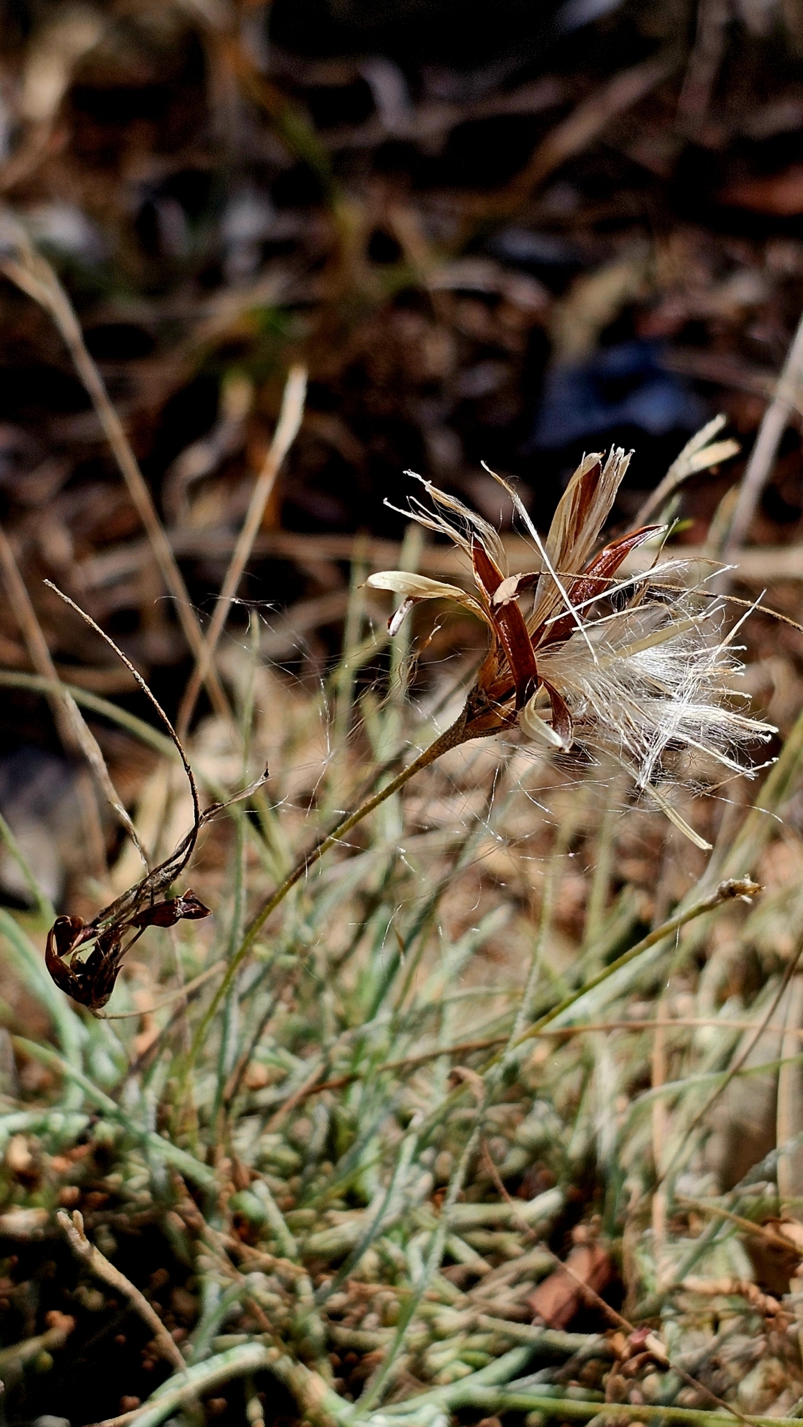 Tillandsia recurvata