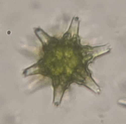 Staurastrum pinnatum var. reductum
