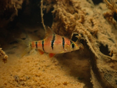 Six-Banded Tiger Barb photo 2