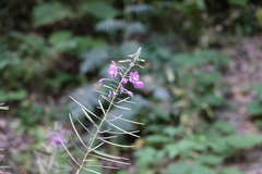 Chamaenerion angustifolium
