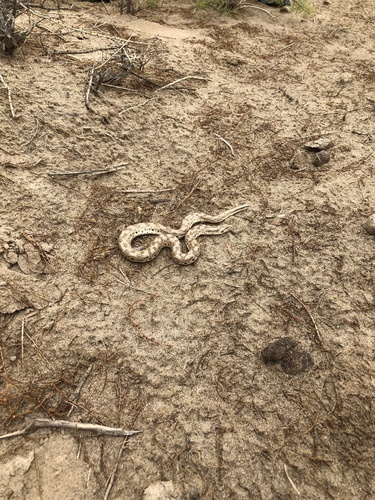 Desert Sand Boa
