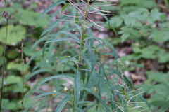 Chamaenerion angustifolium