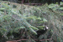 Picea abies