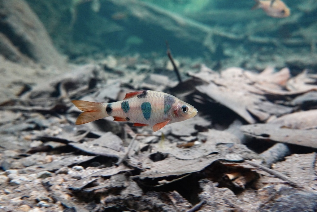 Bigspot Barb