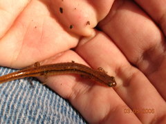 Eurycea chamberlaini