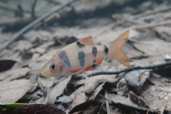 Bigspot Barb photo 2