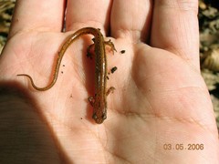 Eurycea chamberlaini