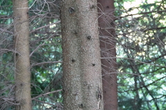 Picea abies