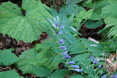 Gentiana asclepiadea