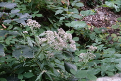 Adenostyles alliariae