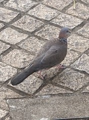 Streptopelia chinensis