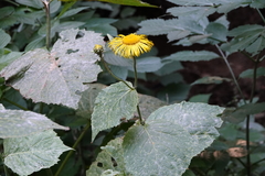 Telekia speciosa