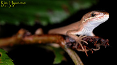 Takydromus wolteri