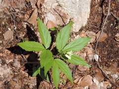 Cardamine enneaphyllos
