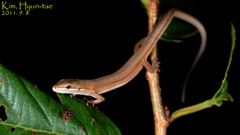 Takydromus wolteri