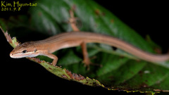 Takydromus wolteri
