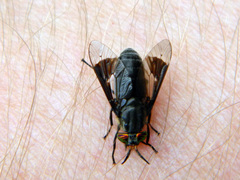 Chrysops niger