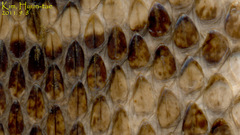 Gloydius intermedius