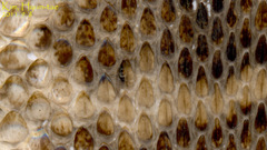 Gloydius intermedius