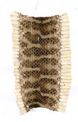 Gloydius intermedius