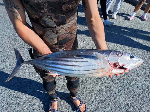 Skipjack tuna (Katsuwonus pelamis) — Scombridae — 5