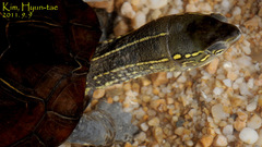 Mauremys reevesii