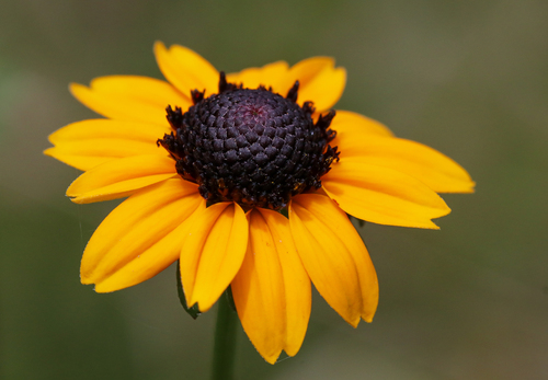 Rudbeckia fulgida var. fulgida