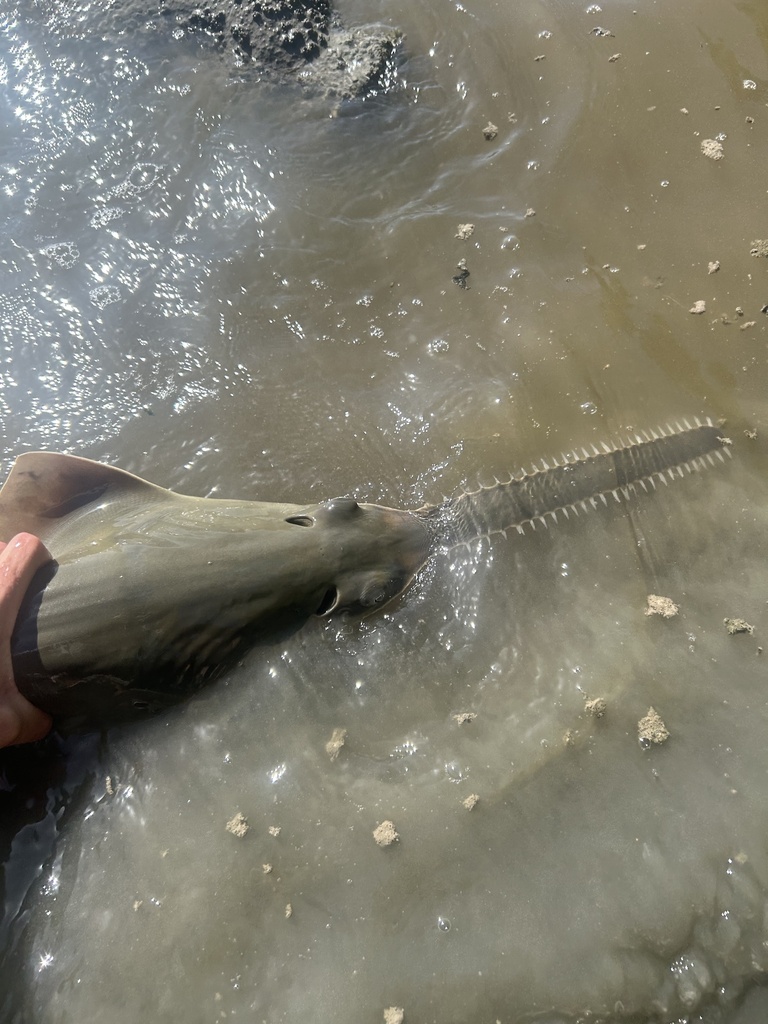 Smalltooth Sawfish