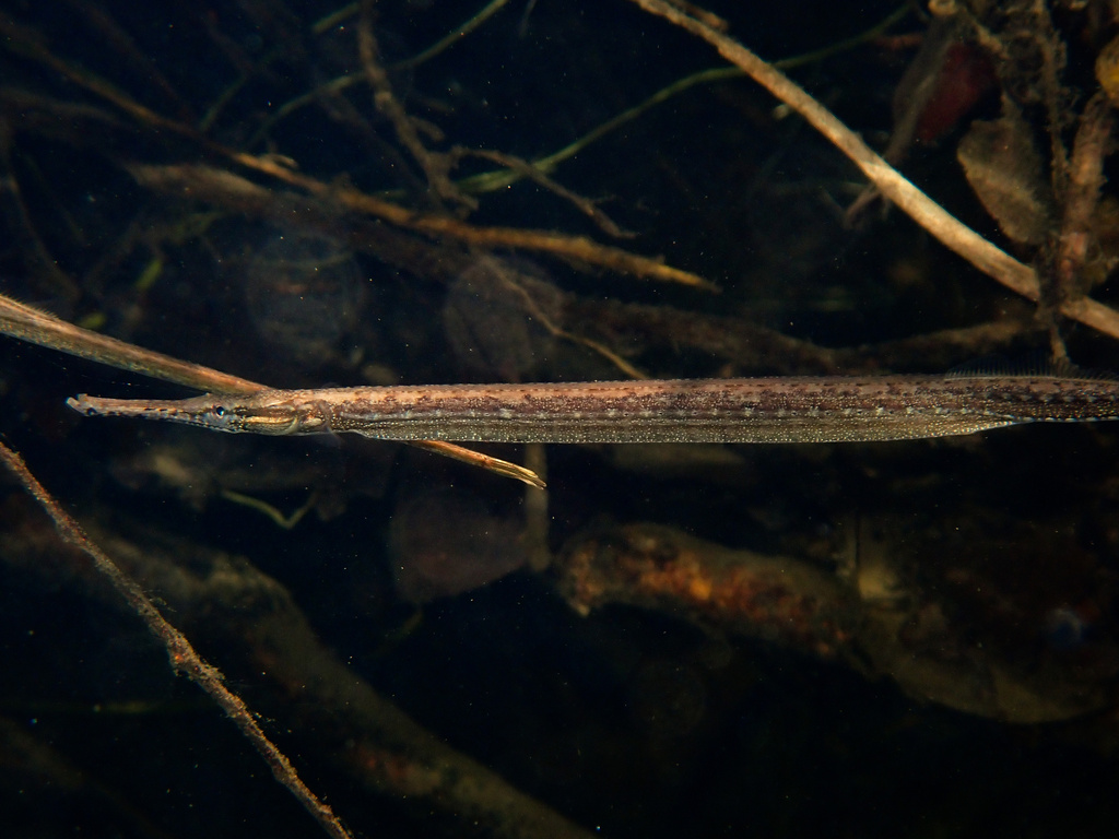 Manado pipefish (Microphis manadensis) — Syngnathidae