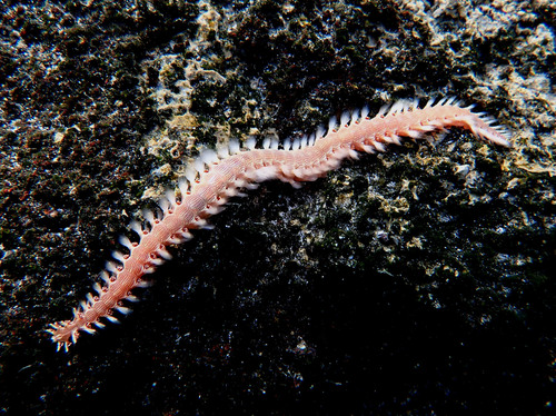 Pherecardia striata observed 2025-08-08