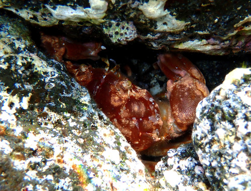 Juxtaxanthias intonsus observed 2025-08-08