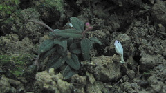 Spigelia genuflexa