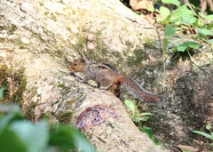 Funambulus tristriatus