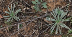 Plantago patagonica