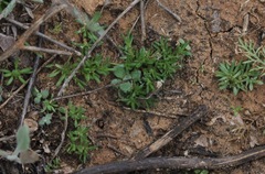 Loeflingia squarrosa