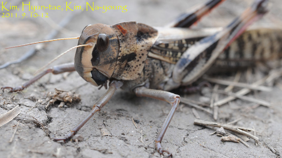 Photos of Migratory Locust (Locusta migratoria) · iNaturalist
