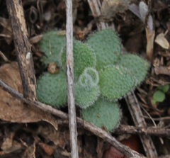 Tomostima cuneifolia