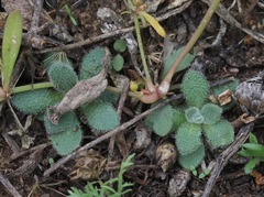 Tomostima cuneifolia