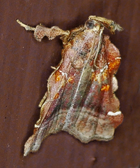 Clydonopteron sacculana