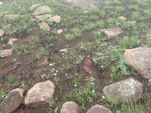 Image of Rhodohypoxis baurii by no rights reserved