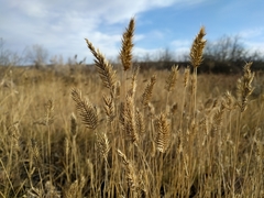 Agropyron cristatum