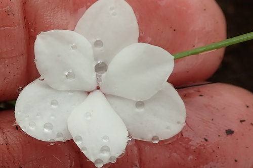 Image of Rhodohypoxis baurii by no rights reserved
