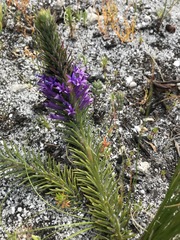 Merciera azurea
