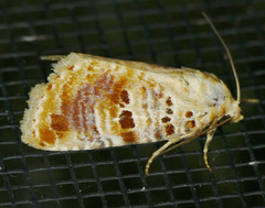 Diastema tigris