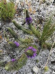 Merciera azurea