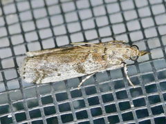 Amyelois transitella