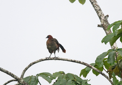 Ortalis erythroptera