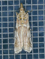 Amyelois transitella