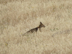 Vulpes vulpes kurdistanica